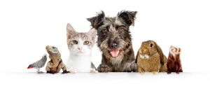Tourism Listing Partner Gold Coast Vets